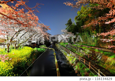 幻想的な美しさ 行屋川水辺公園の夜桜/栃木県真岡市 幻想的な美しさ 行屋川水辺公園の夜桜/栃木県真岡市 116134829