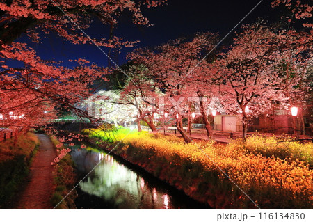 幻想的な美しさ 行屋川水辺公園の夜桜／栃木県真岡市の写真素材