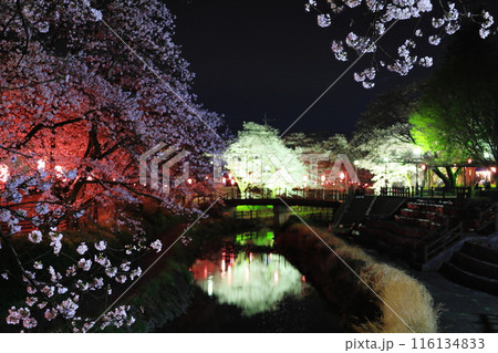 幻想的な美しさ 行屋川水辺公園の夜桜/栃木県真岡市 幻想的な美しさ 行屋川水辺公園の夜桜/栃木県真岡市 116134833