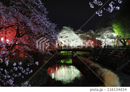 幻想的な美しさ 行屋川水辺公園の夜桜/栃木県真岡市 幻想的な美しさ 行屋川水辺公園の夜桜/栃木県真岡市 116134834