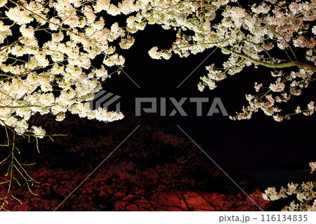 幻想的な美しさ 行屋川水辺公園の夜桜/栃木県真岡市 幻想的な美しさ 行屋川水辺公園の夜桜/栃木県真岡市 116134835