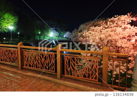 幻想的な美しさ 行屋川水辺公園の夜桜/栃木県真岡市 幻想的な美しさ 行屋川水辺公園の夜桜/栃木県真岡市 116134836