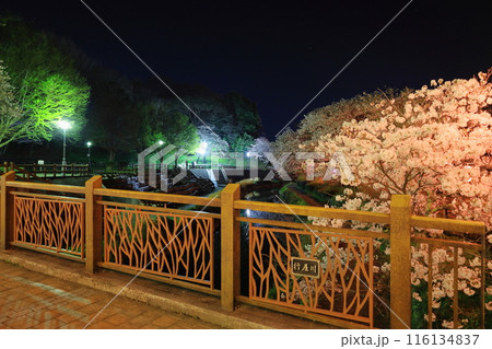 幻想的な美しさ 行屋川水辺公園の夜桜/栃木県真岡市 幻想的な美しさ 行屋川水辺公園の夜桜/栃木県真岡市 116134837
