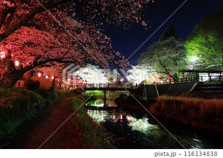 幻想的な美しさ 行屋川水辺公園の夜桜/栃木県真岡市 幻想的な美しさ 行屋川水辺公園の夜桜/栃木県真岡市 116134838