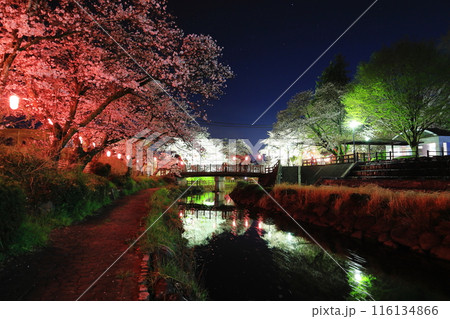 幻想的な美しさ 行屋川水辺公園の夜桜/栃木県真岡市 幻想的な美しさ 行屋川水辺公園の夜桜/栃木県真岡市 116134866