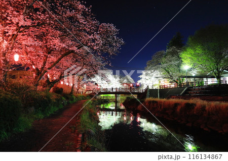 幻想的な美しさ 行屋川水辺公園の夜桜/栃木県真岡市 幻想的な美しさ 行屋川水辺公園の夜桜/栃木県真岡市 116134867