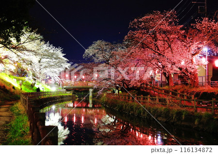 幻想的な美しさ 行屋川水辺公園の夜桜/栃木県真岡市 幻想的な美しさ 行屋川水辺公園の夜桜/栃木県真岡市 116134872