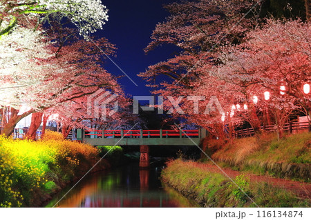 行屋川水辺公園の満開のサクラと静風橋/栃木県真岡市 行屋川水辺公園の満開のサクラと静風橋/栃木県真岡市 116134874
