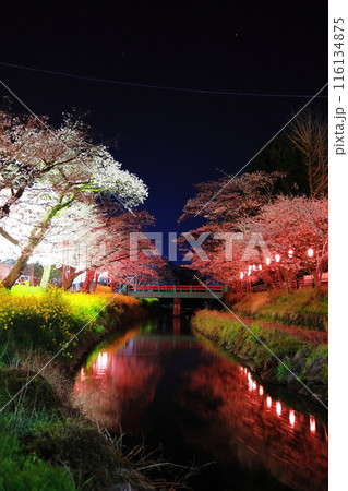 幻想的な美しさ　行屋川水辺公園の夜桜／栃木県真岡市 116134875