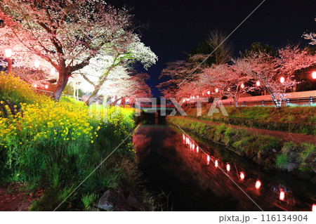 幻想的な美しさ 行屋川水辺公園の夜桜/栃木県真岡市 幻想的な美しさ 行屋川水辺公園の夜桜/栃木県真岡市 116134904