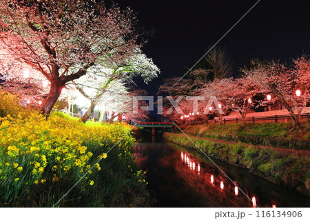 幻想的な美しさ 行屋川水辺公園の夜桜/栃木県真岡市 幻想的な美しさ 行屋川水辺公園の夜桜/栃木県真岡市 116134906