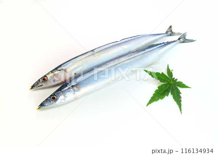 サンマ　秋刀魚　さんま 116134934