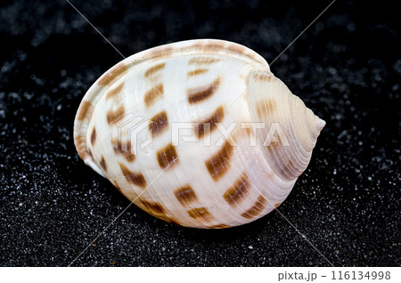 Semicassis japonica Seashell on a black sand background 116134998