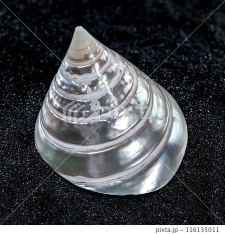 Tectus Pyramis Pearl Seashell on a black sand background Tectus Pyramis Pearl Seashell on a black sand background 116135011