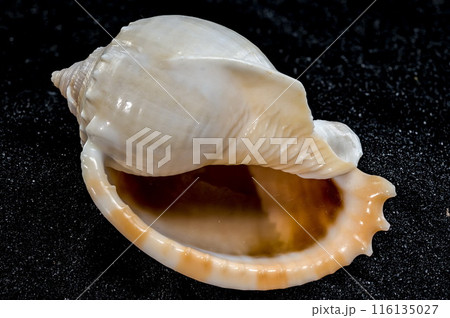 Phalium glaucum Seashell on a black sand background 116135027