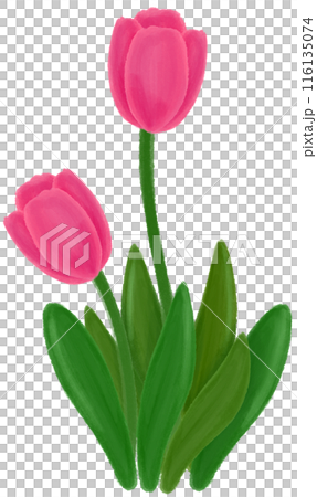 Pink tulip 116135074