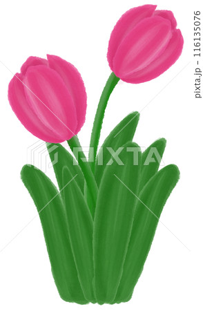 Pink tulip 116135076