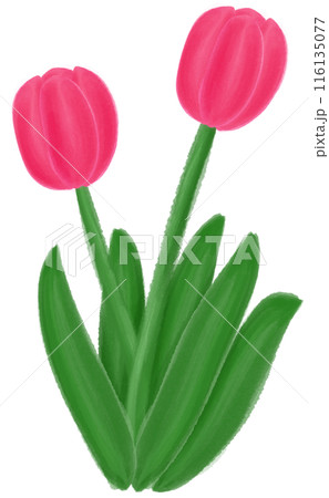 Pink tulip 116135077