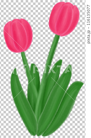 Pink tulip 116135077