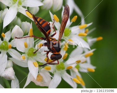 白いニラの花とキボシアシナガバチ（黄星脚長蜂） 116135096
