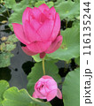 古代蓮 116135244