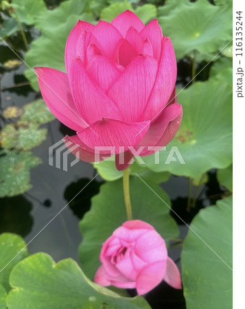 古代蓮 116135244