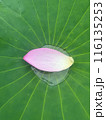古代蓮 116135253