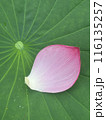 古代蓮 116135257