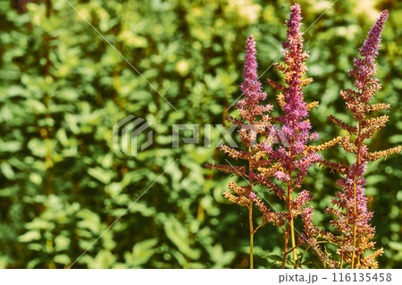 Summer.Garden decorative flower Astilbe japonica, Hotea Barbata 116135458