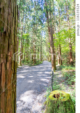 弥彦山万葉の道 万葉の歌に詠まれている草木の78種を沿道に植栽 自らの足で一歩一歩神に近づく登拝路 弥彦山万葉の道 万葉の歌に詠まれている草木の78種を沿道に植栽 自らの足で一歩一歩神に近づく登拝路 116135524
