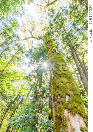 弥彦山万葉の道　万葉の歌に詠まれている草木の78種を沿道に植栽　自らの足で一歩一歩神に近づく登拝路 116135526