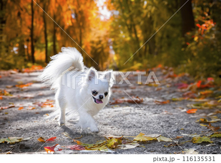 chihuahua in nature 116135531