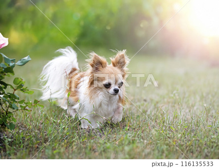 chihuahua in nature 116135533