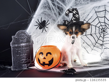 puppy papillon dog in studio 116135535