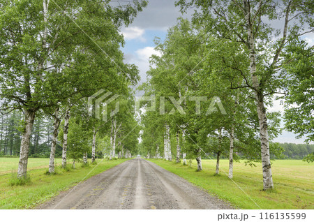 北海道 十勝牧場の白樺並木 116135599