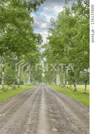 北海道 十勝牧場の白樺並木 北海道 十勝牧場の白樺並木 116135600