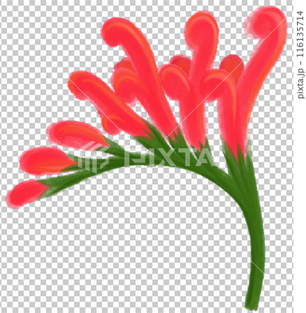 Crocosmia crocosmiiflora red flower Crocosmia crocosmiiflora red flower 116135714