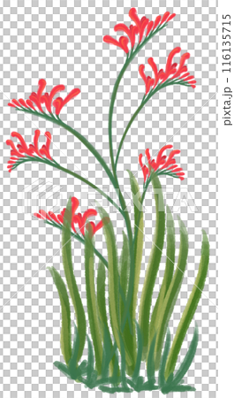 Crocosmia crocosmiiflora red flower Crocosmia crocosmiiflora red flower 116135715