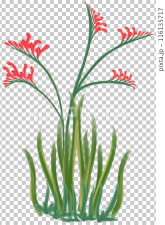 Crocosmia crocosmiiflora red flower Crocosmia crocosmiiflora red flower 116135717