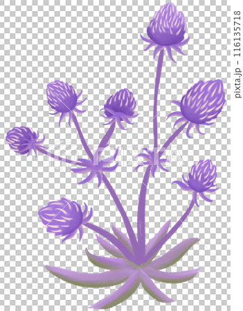 sea holly sea holly 116135718