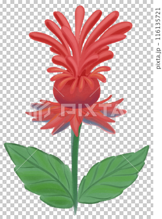 red Jacob bee balm red Jacob bee balm 116135721