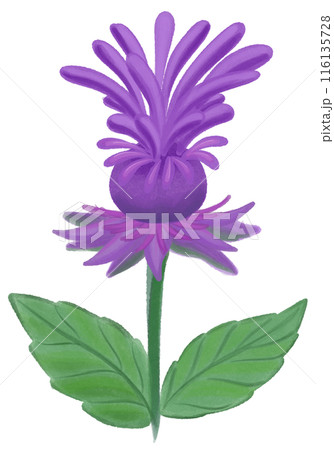 purple Jacob bee balm purple Jacob bee balm 116135728