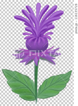 purple Jacob bee balm purple Jacob bee balm 116135728