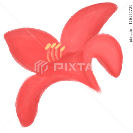 Red daylily  116135729