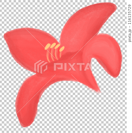 Red daylily  116135729