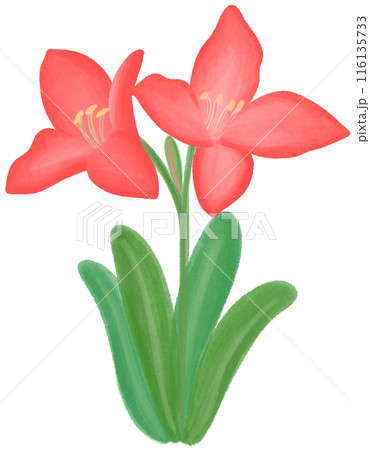 Red daylily  116135733