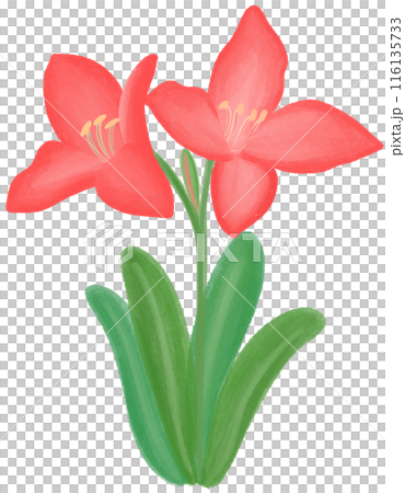 Red daylily  116135733