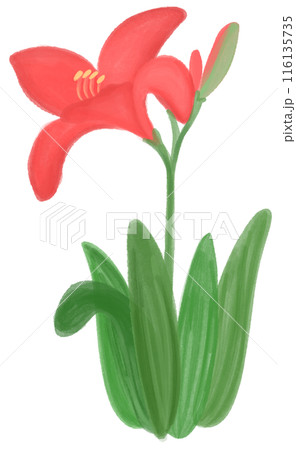 Red daylily  116135735