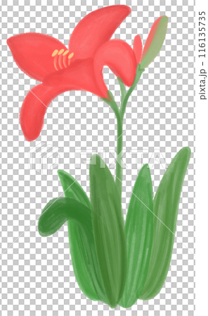 Red daylily  116135735