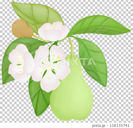 pear 116135741